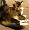 Sunbathing 1