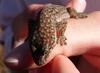 gecko
