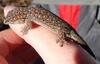 gecko