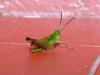 Grasshopper