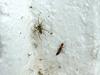 spider & ?