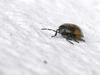 beetle