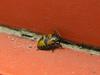 beetle