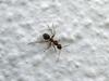ant