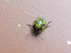beetle