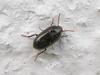 beetle