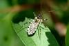 다리무늬침노린재 Sphedanolestes impressicollis (Assassin Bug)