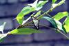 회양목명나방 Glyphodes perspectalis (Box-tree Pyralid Moth)
