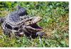 Lizards (Black and White Tegu)