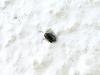 a very little beetle