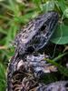 lizard