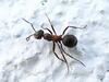 ant