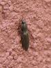 a kind of click beetle