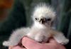 chick of a white-tailed eagle   - EFE