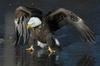 EAGLE  - AP PHOTO