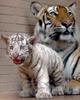 TIGER  - AP PHOTO