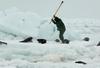 SEALS  - AP PHOTO