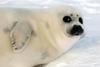 SEALS  - http://www.20minutos.es/fotogalerias/