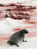 SEALS  - http://www.20minutos.es/fotogalerias/