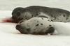 SEALS  - http://www.20minutos.es/fotogalerias/