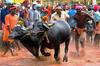 Asiatic Water Buffalo- reuters