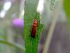 a kind of click beetle