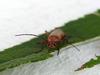 a kind of click beetle