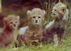 CHEETAH CUBS