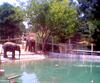 ELEPHANT FAMILY