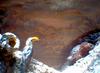 HORNBILL #3