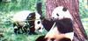 PANDAS