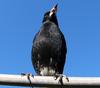 Australian Magpie