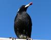 Australian Magpie