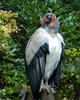 King Vulture (Sarcoramphus papa)