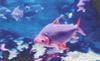 AMAZON RIVER FISH
