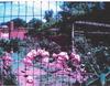 FLAMINGOS PHOTO 2