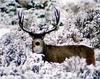 Mule Deer