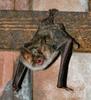 bat (myotis myotis)