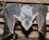 bat (myotis myotis)