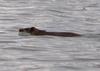 Swimming in the rain! 1