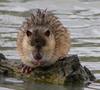 Rat on log 1