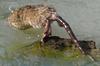 Rat not on log..