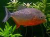 piranha's