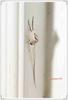 Mayfly - Hexagenia의 허물