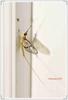 Mayfly - Hexagenia