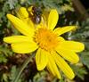 flies like flowers too