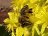 bees do it