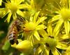 bee and ant