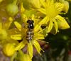 little bee
