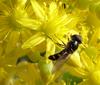 little bee